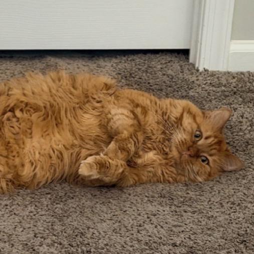 Tonka, Adoptable, Adult Male Domestic Long Hair.