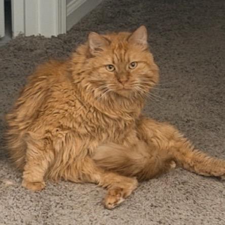 Enlarge Tonka, a Adoptable Domestic Long Hair in Ashland, VA image 2/2