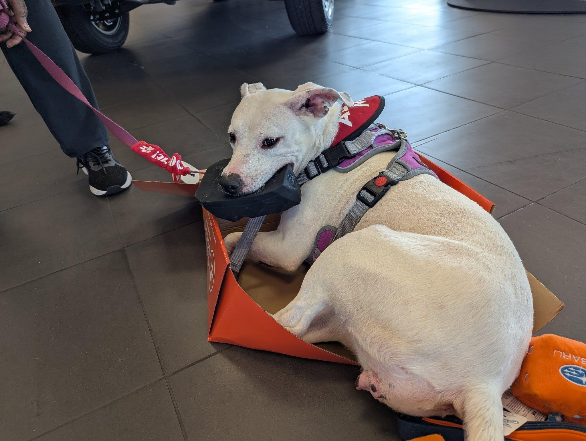 Bianca, adoptable, Adult Female Mixed Breed.