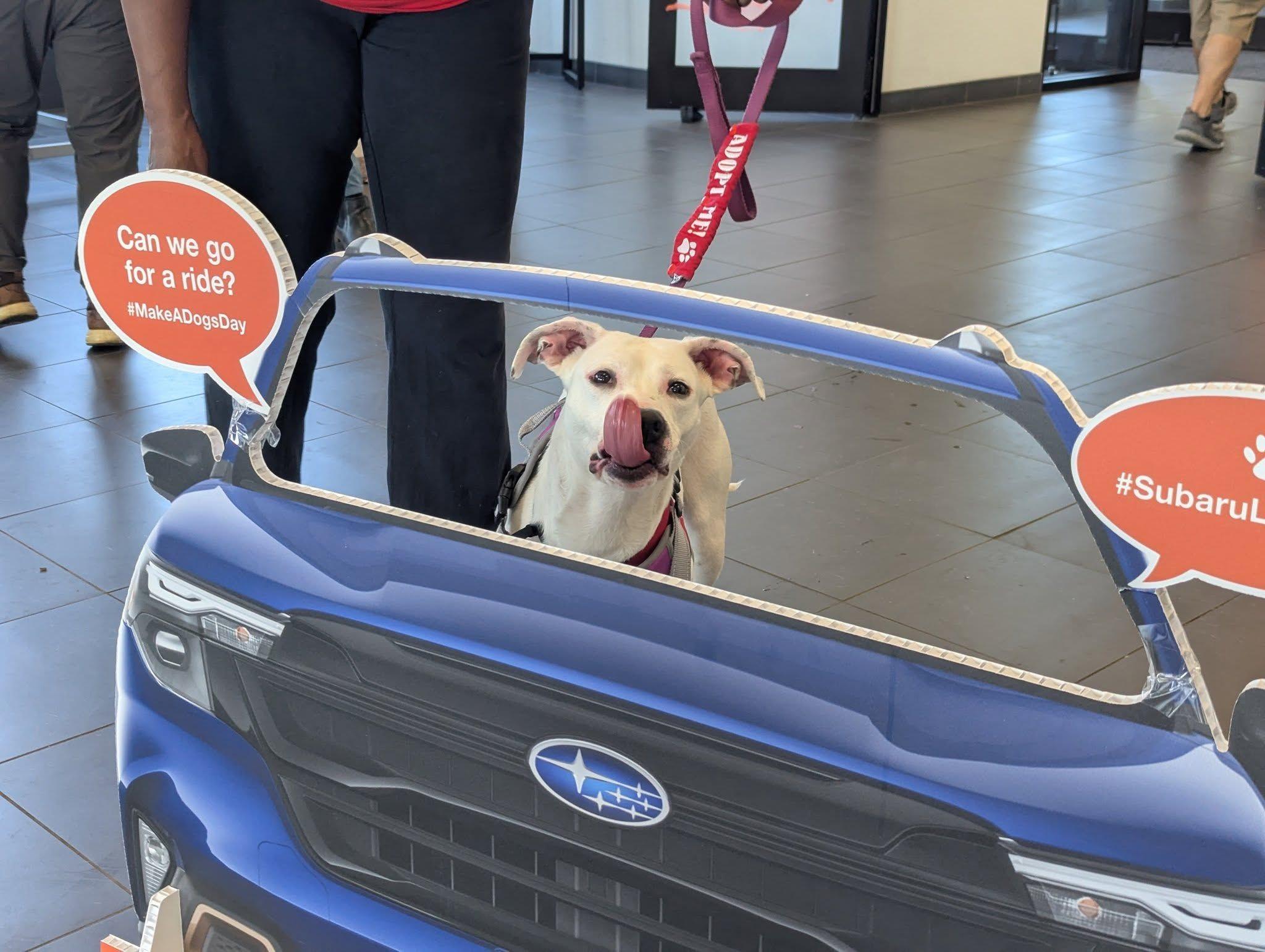 Bianca, an adopted mixed breed in Mishawaka, IN image 3/6