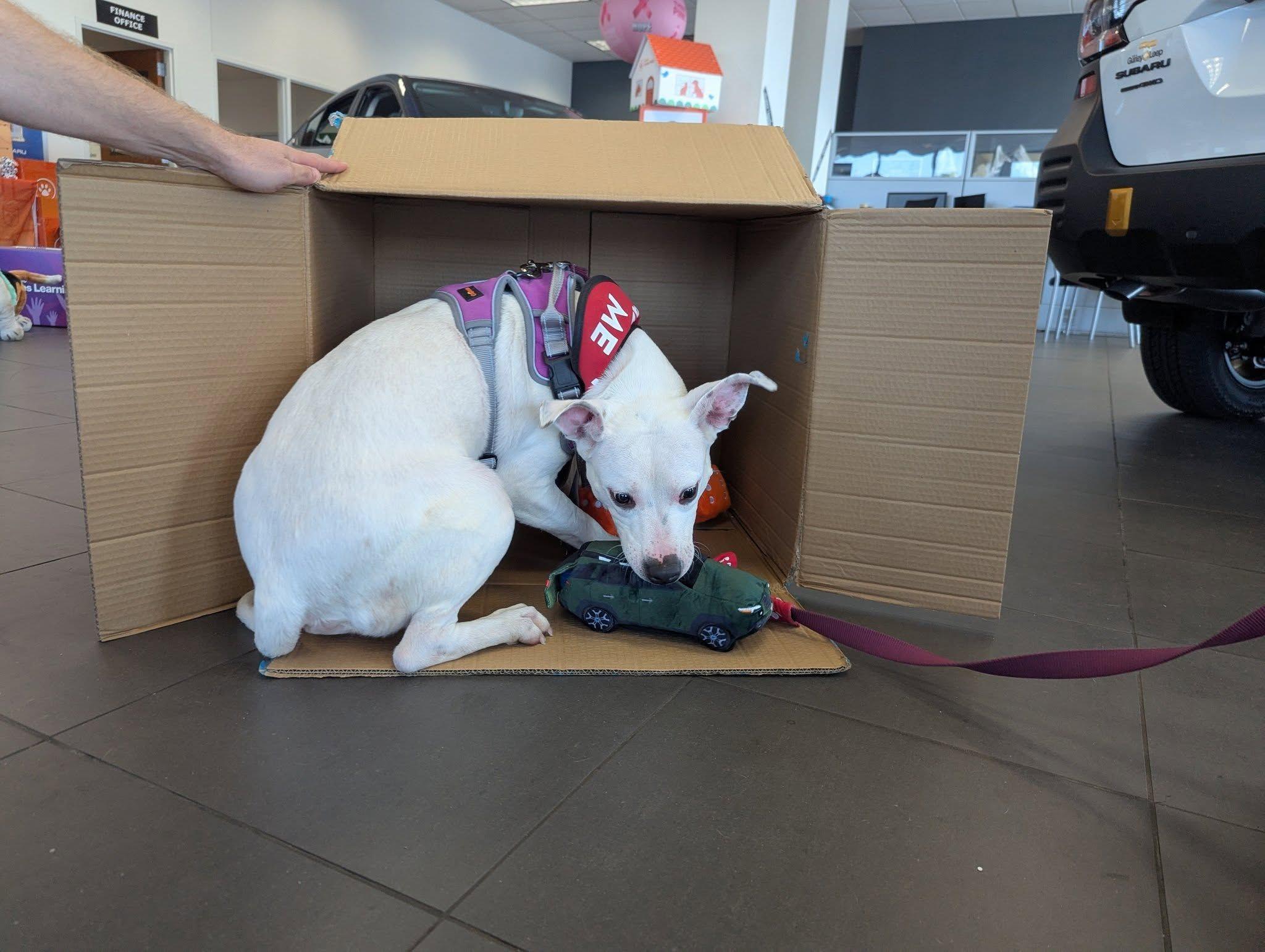 Bianca, an adopted mixed breed in Mishawaka, IN image 5/6