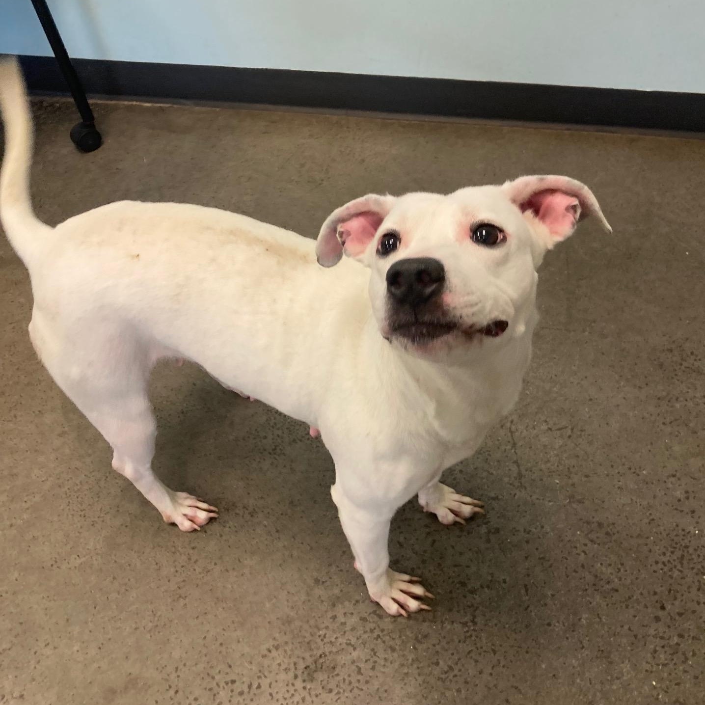 Bianca, an adopted mixed breed in Mishawaka, IN image 4/6