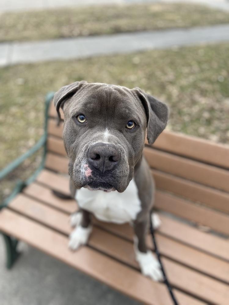 AC Moe, Adoptable, Adult Male American Bully.