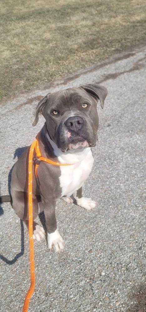 Enlarge AC Moe, a Adoptable American Bully in Fremont, NE image 2/2