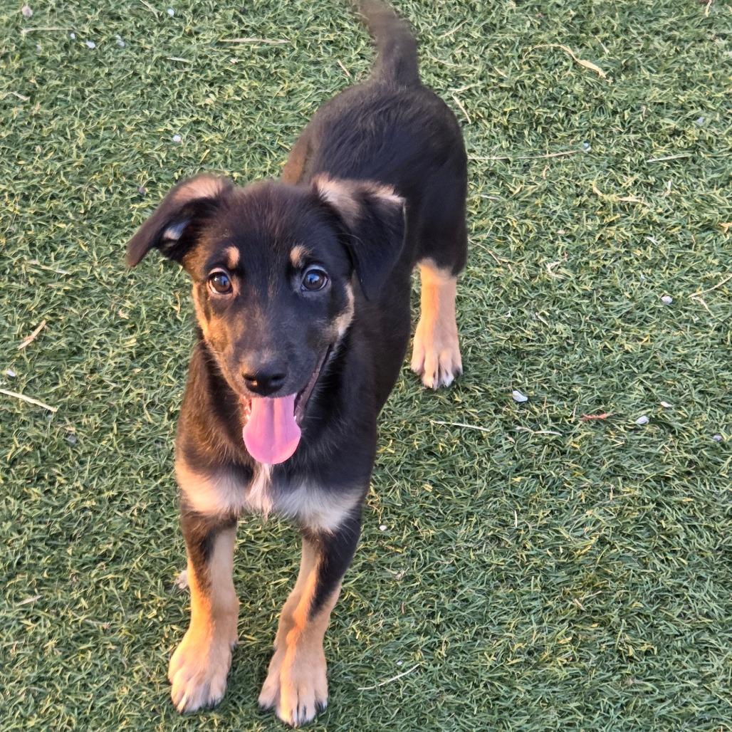 Alia, Adoptable, Puppy Female Mixed Breed.