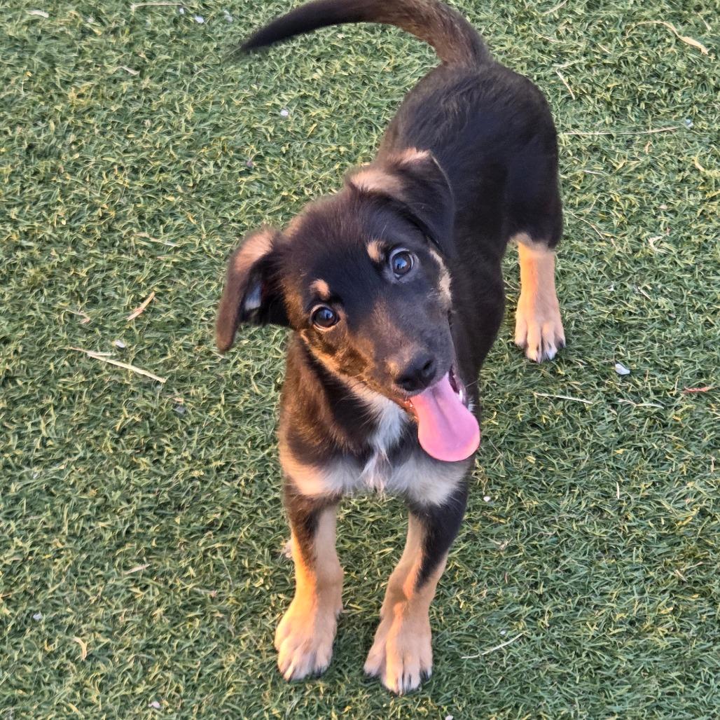 Enlarge Alia, a Adoptable Mixed Breed in Breese, IL image 2/2