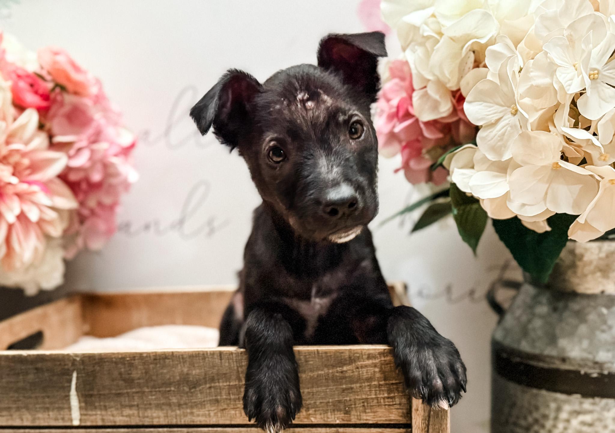 Sage , Adoptable, Puppy Female Boxer & Spitz.