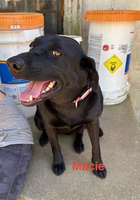 Enlarge Macie, an adopted Labrador Retriever in Zimmerman, MN image 1/1