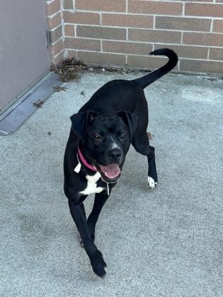 Noelle, Adoptable, Young Female Mixed Breed & Mixed Breed.