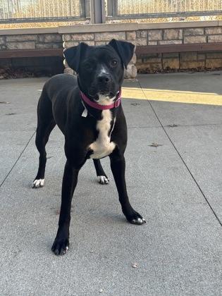 Noelle, Adoptable, Young Female Mixed Breed & Mixed Breed.