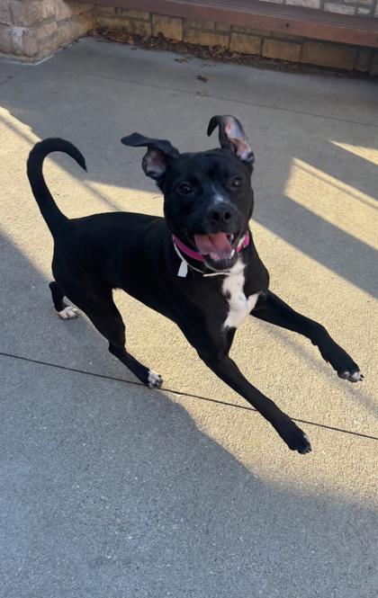 Enlarge Noelle, a Adoptable mixed breed in Cincinnati, OH image 2/2