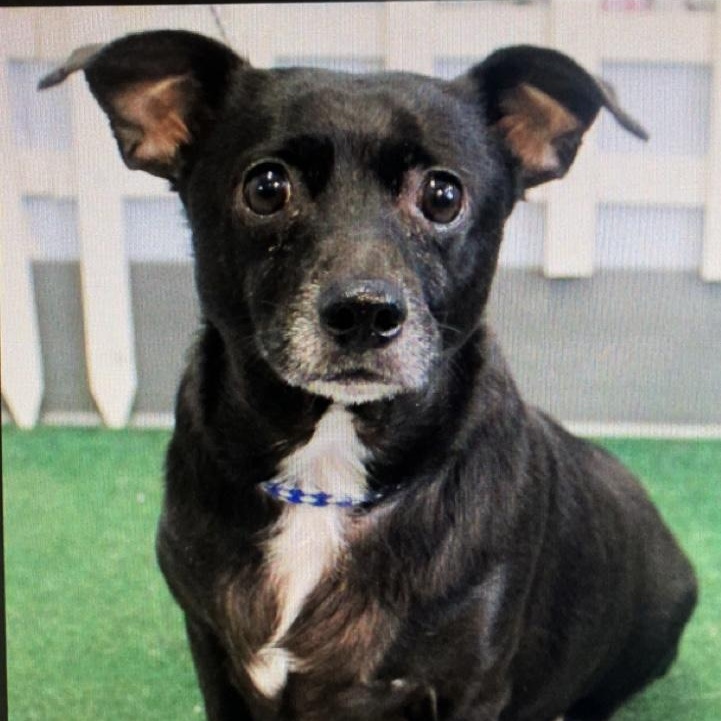 Koda, adoptable, Adult Male Chihuahua & Terrier.