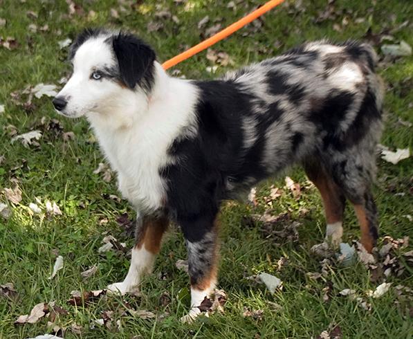 Enlarge Chanel, a Adoptable mixed breed in Maynardville, TN image 2/6