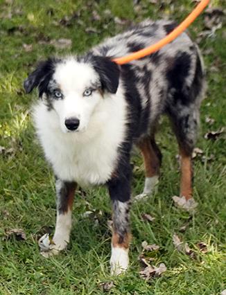 Enlarge Chanel, a Adoptable mixed breed in Maynardville, TN image 3/6