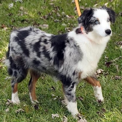 Chanel, Adoptable, Adult Female Australian Shepherd.