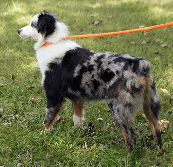 Enlarge Chanel, a Adoptable mixed breed in Maynardville, TN image 4/6