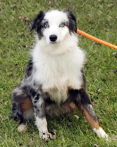 Enlarge Chanel, a Adoptable mixed breed in Maynardville, TN image 6/6
