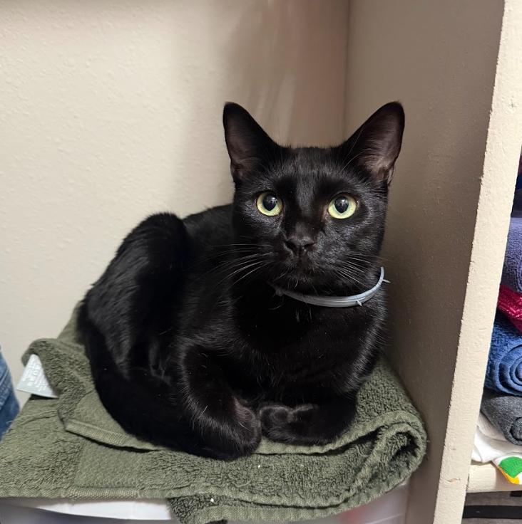 Shadowy Salem, a Adoptable Domestic Short Hair in Everett, WA image 2/4