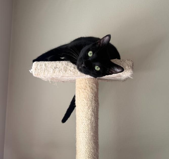 Shadowy Salem, Adoptable, Adult Male Domestic Short Hair.