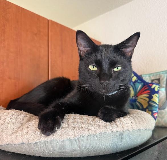 Shadowy Salem, a Adoptable Domestic Short Hair in Everett, WA image 3/4