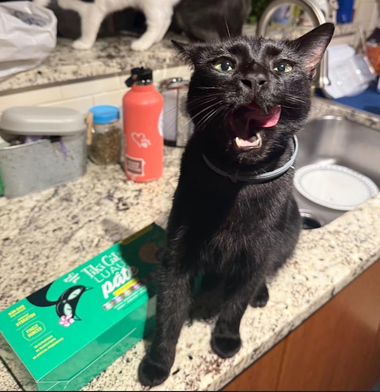 Shadowy Salem, a Adoptable Domestic Short Hair in Everett, WA image 4/4