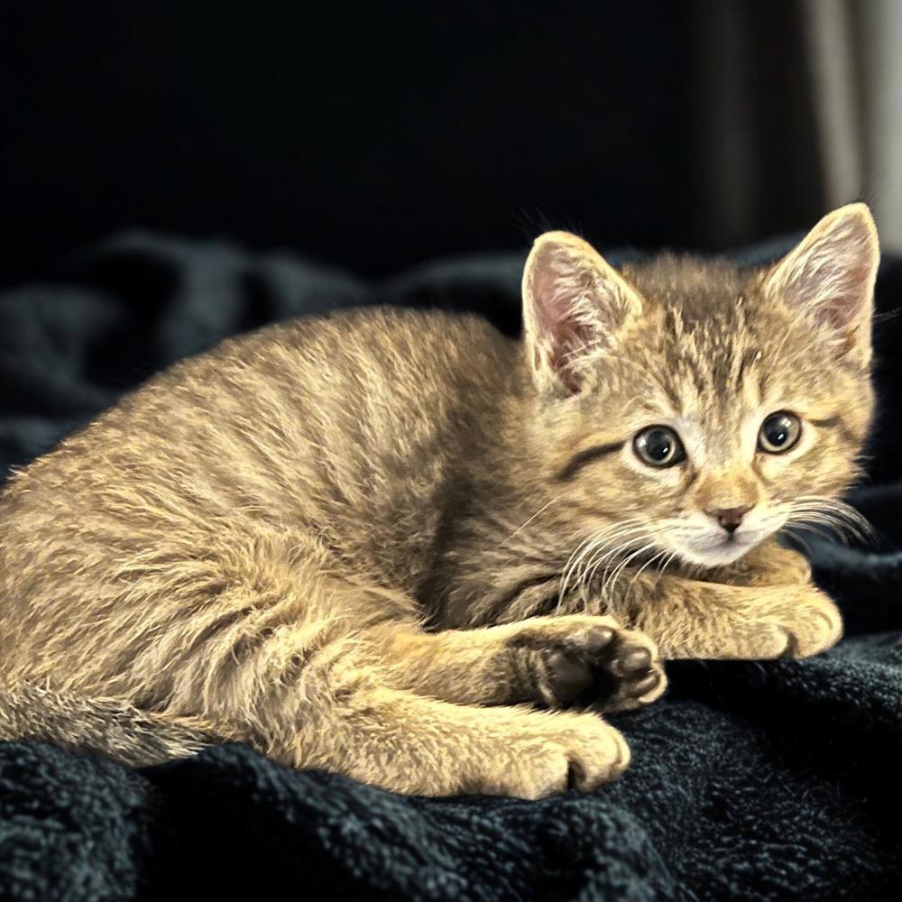 Enlarge Blossom, a ADOPTABLE Tabby in Dallas, TX image 1/3
