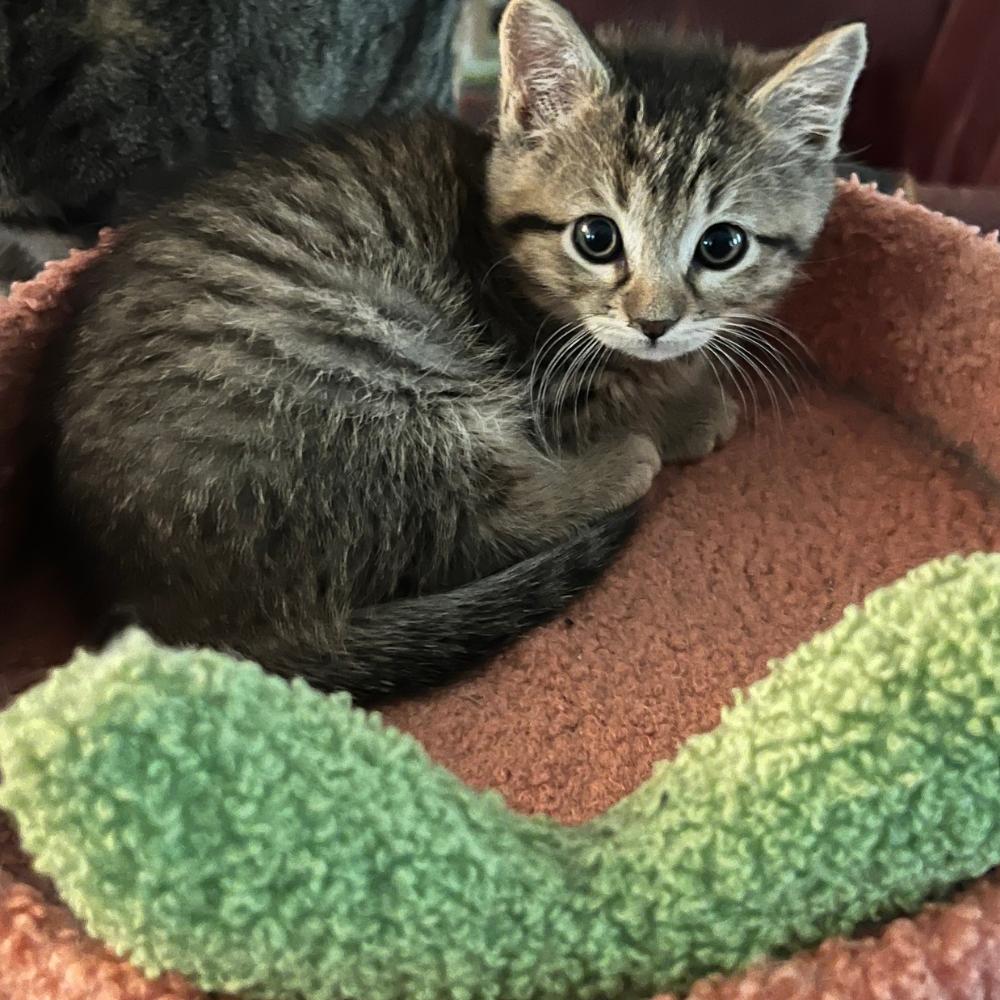 Enlarge Blossom, a ADOPTABLE Tabby in Dallas, TX image 2/3
