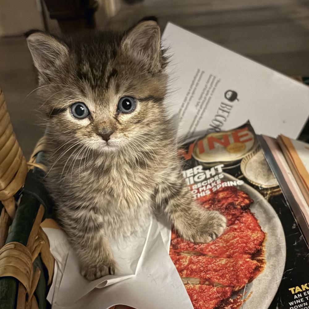 Enlarge Blossom, a ADOPTABLE Tabby in Dallas, TX image 3/3