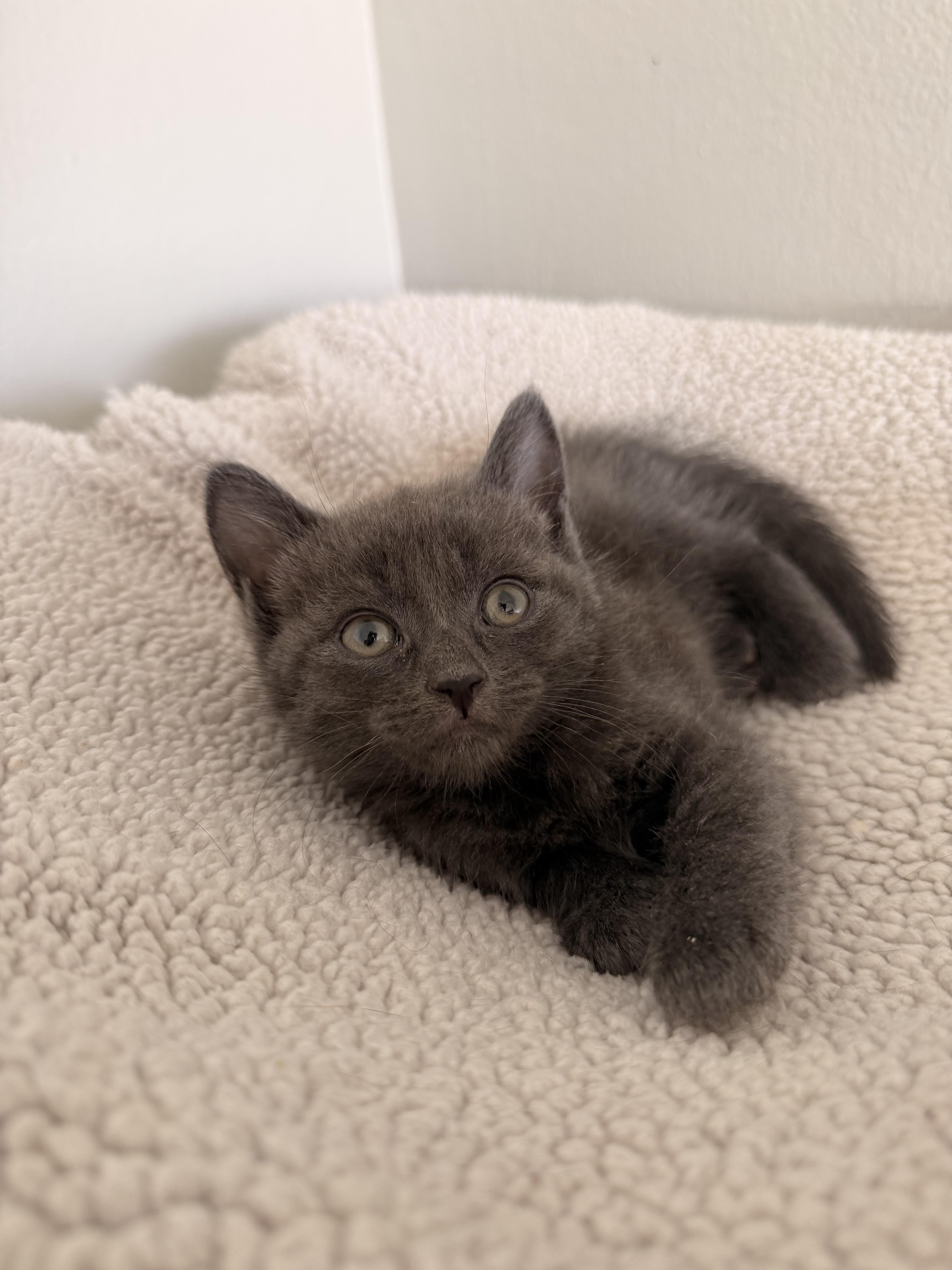 Enlarge Bodi, a Adoptable mixed breed in Long Beach, CA image 1/1