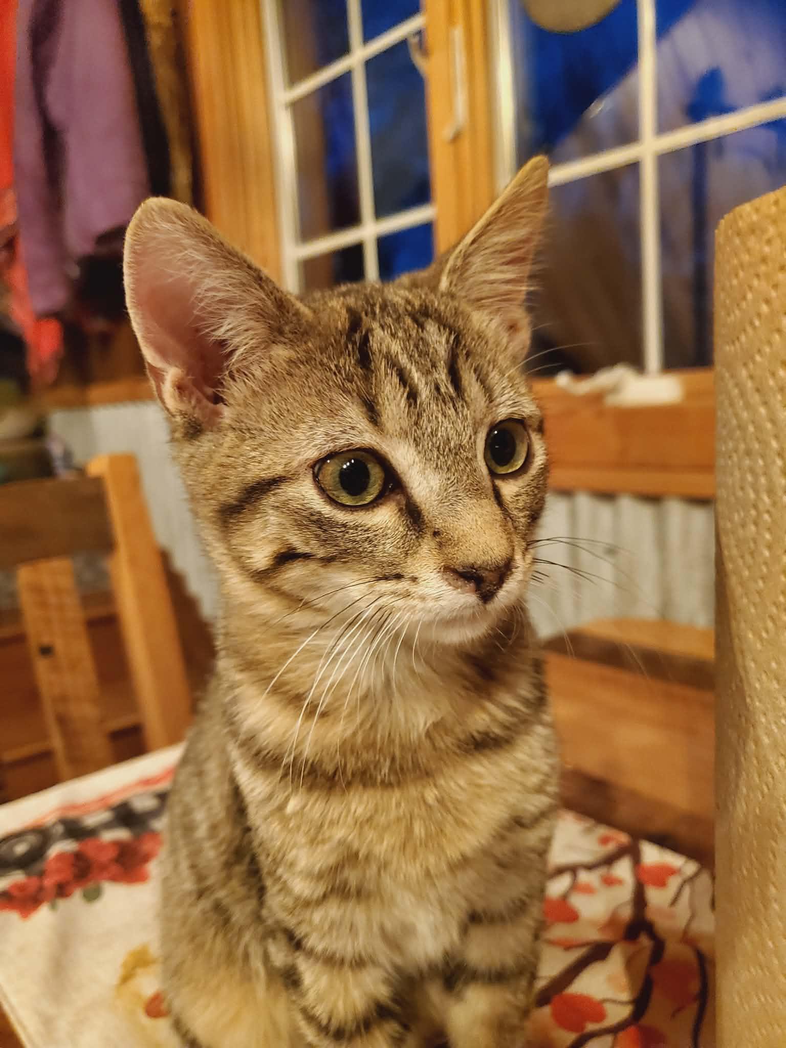 Pepper, adopted, Young Male Domestic Short Hair.