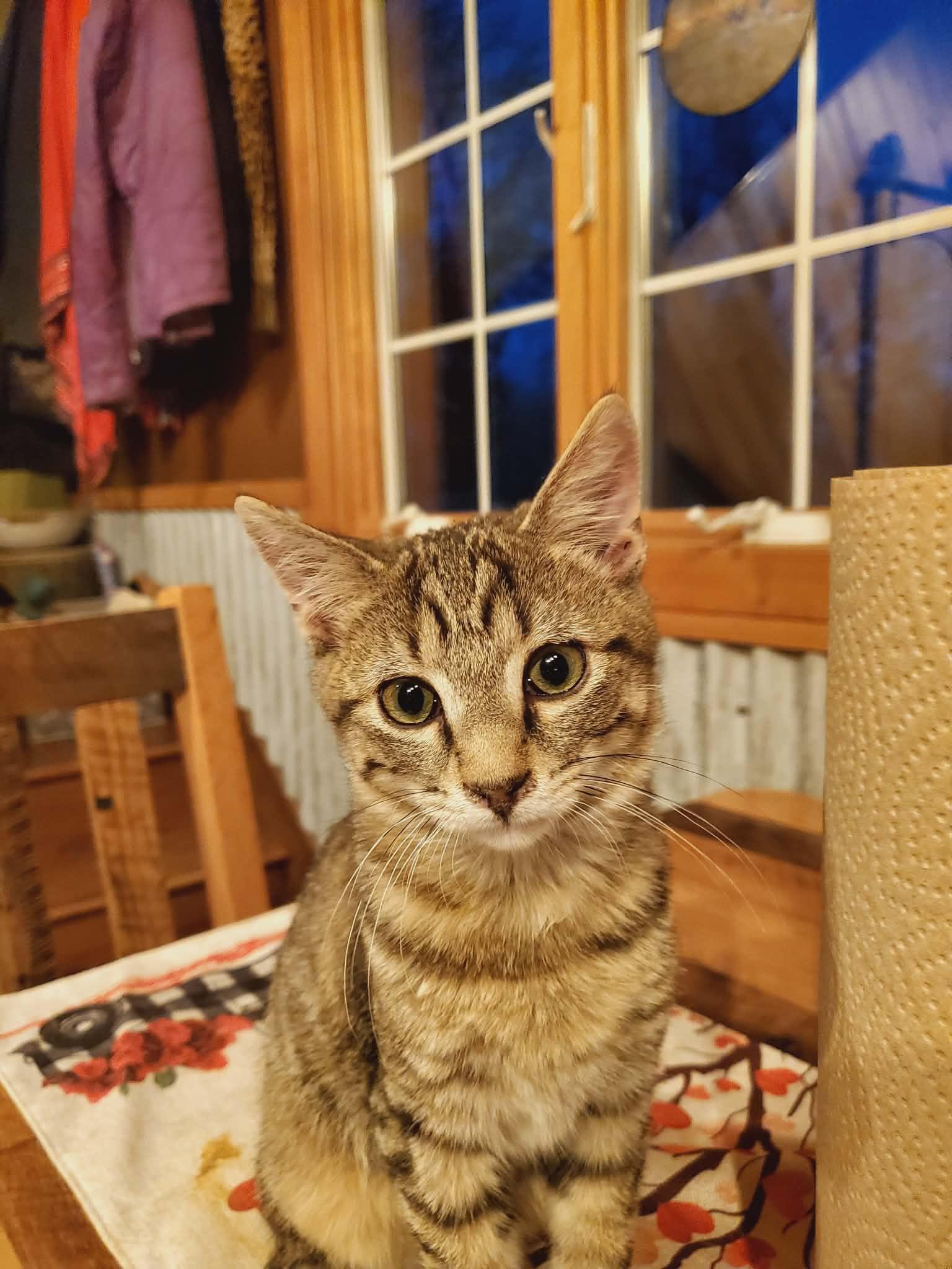 Enlarge Pepper, an adopted Domestic Short Hair in Manhattan, KS image 3/3