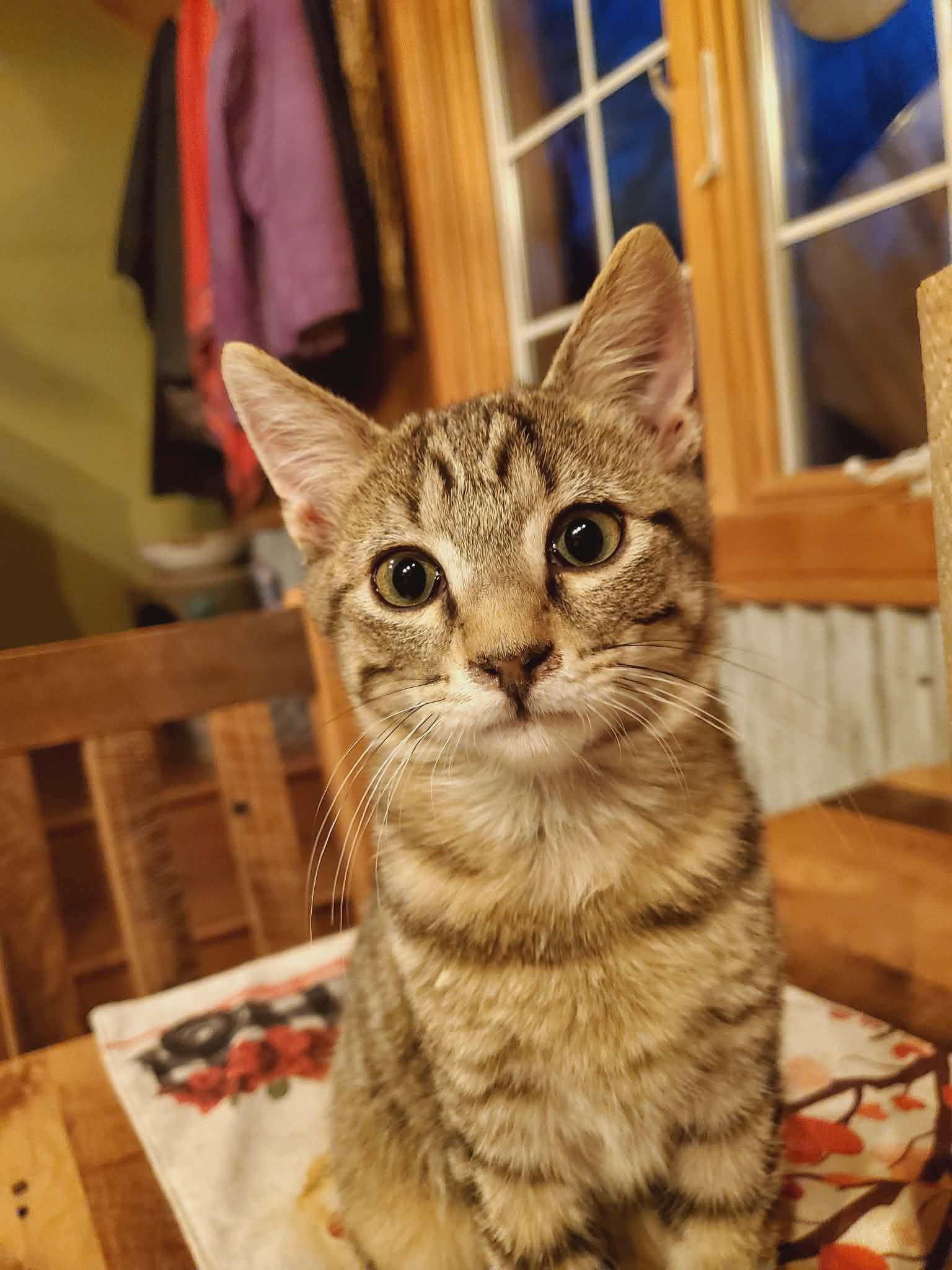 Enlarge Pepper, an adopted Domestic Short Hair in Manhattan, KS image 2/3