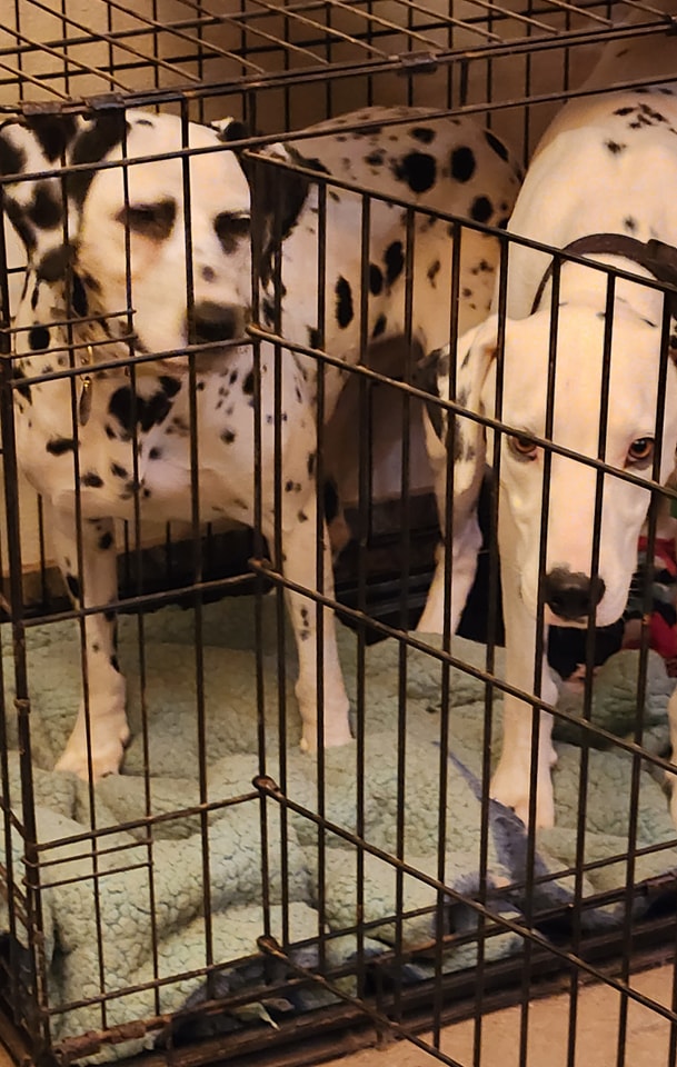 Ella, a Adoptable Dalmatian in Mounds, OK image 1/3