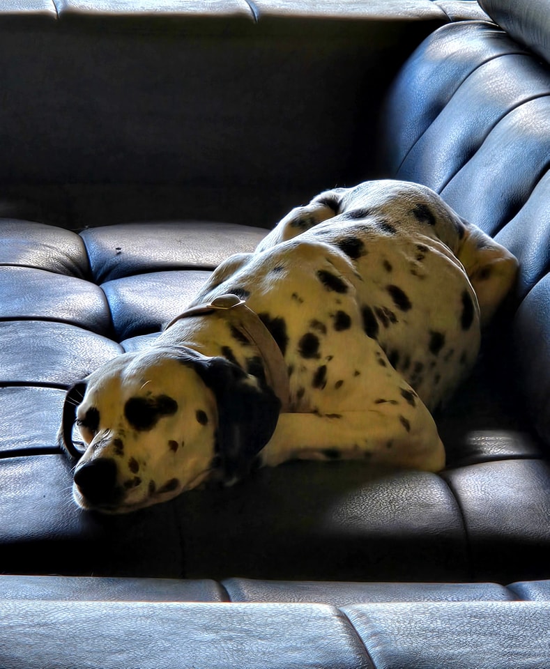 Ella, a Adoptable Dalmatian in Mounds, OK image 2/3