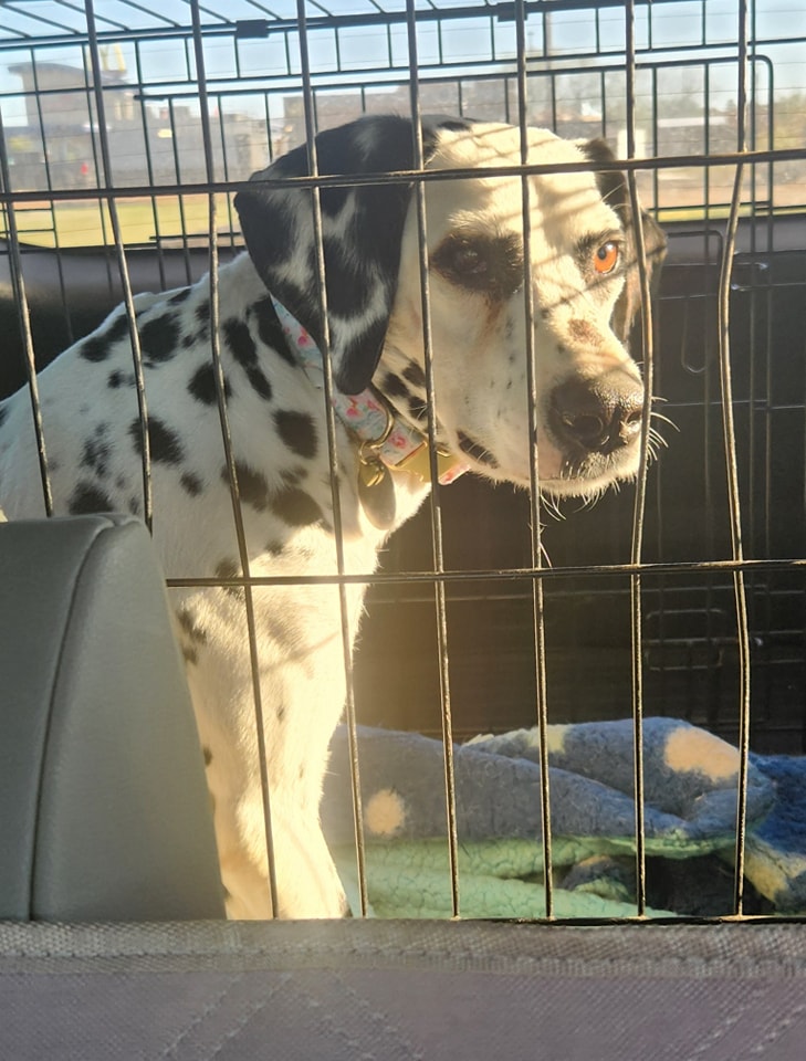 Ella, a Adoptable Dalmatian in Mounds, OK image 3/3