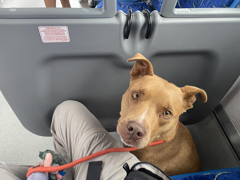 Remy, Adoptable, Adult Male American Staffordshire Terrier.