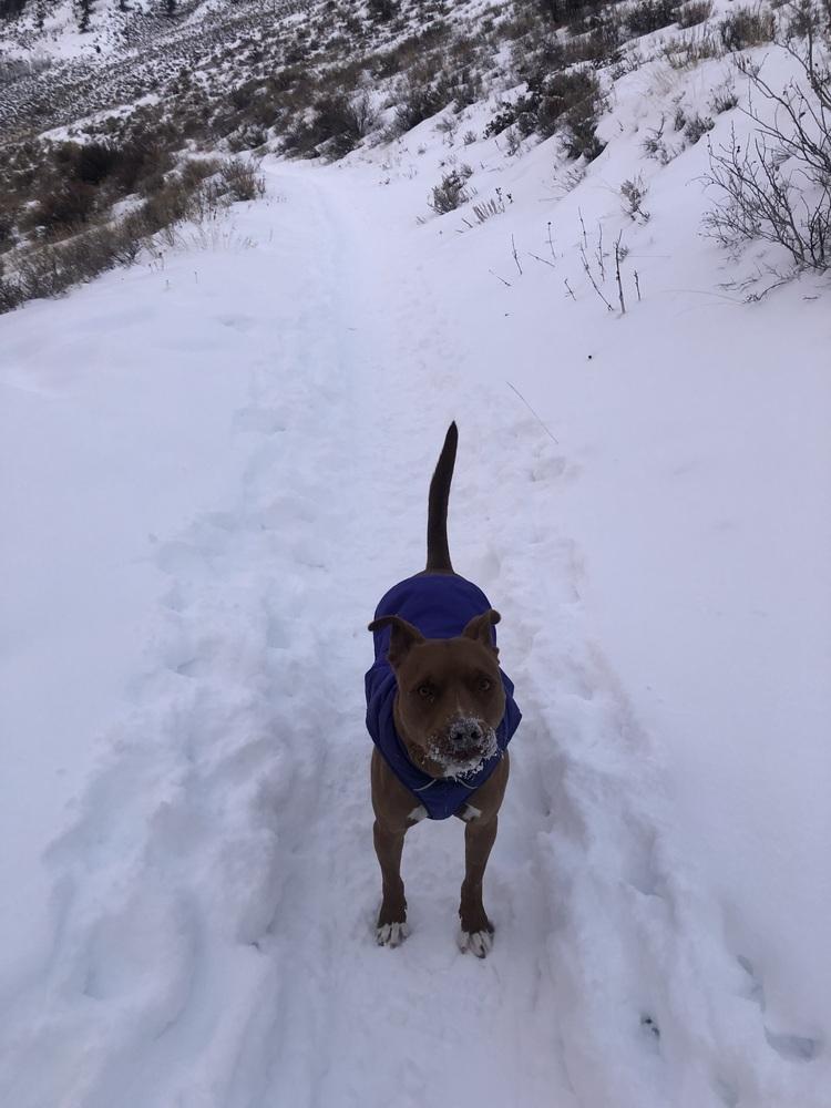 Enlarge Remy, a Adoptable mixed breed in Denver, CO image 2/6