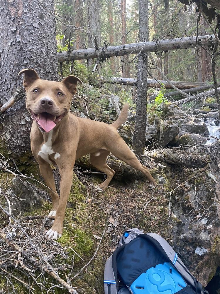 Enlarge Remy, a Adoptable mixed breed in Denver, CO image 3/6