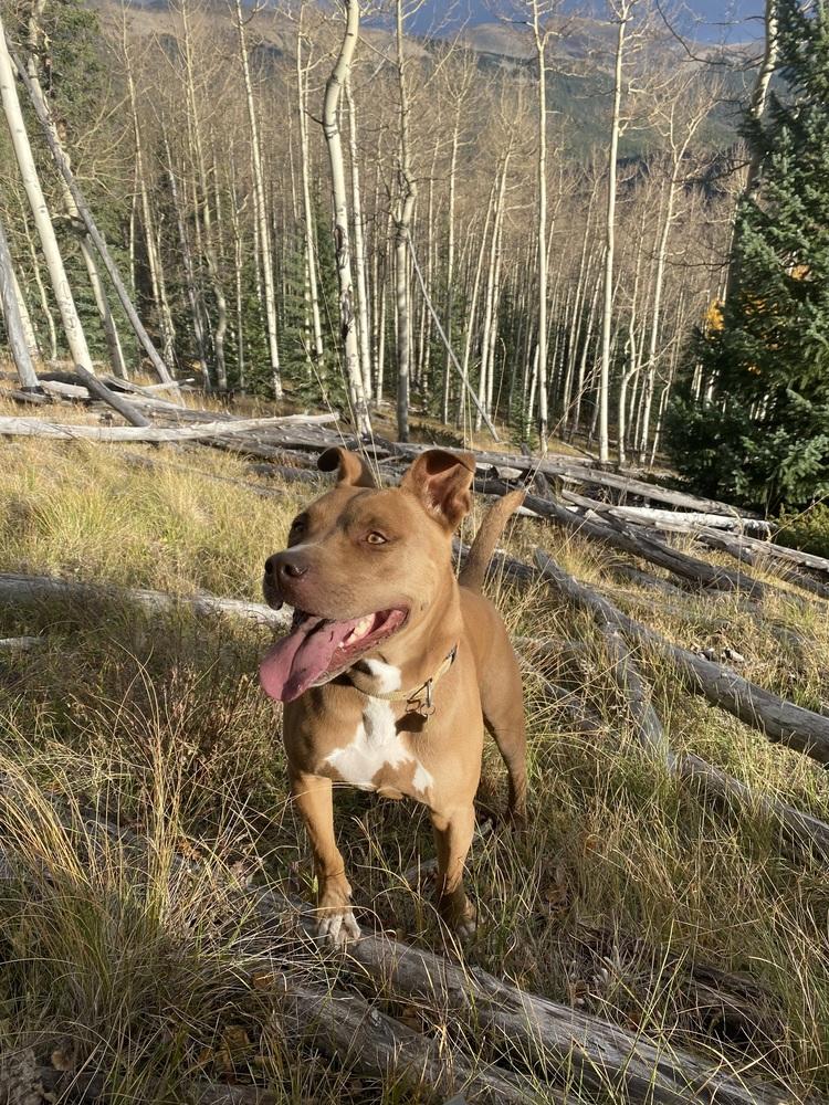Enlarge Remy, a Adoptable mixed breed in Denver, CO image 4/6