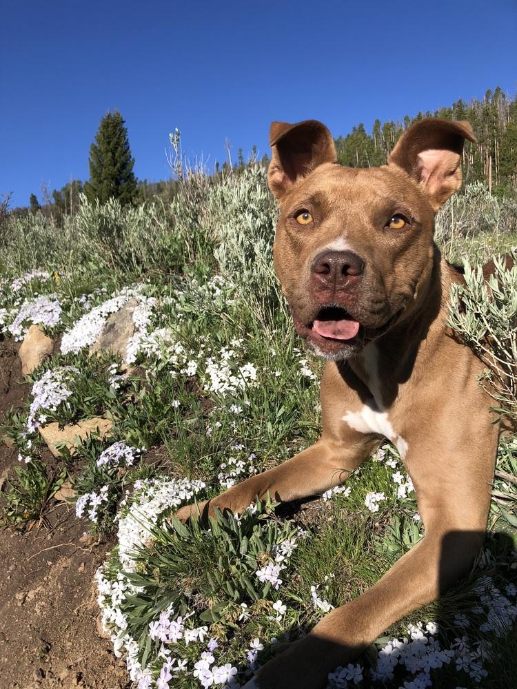 Enlarge Remy, a Adoptable mixed breed in Denver, CO image 5/6