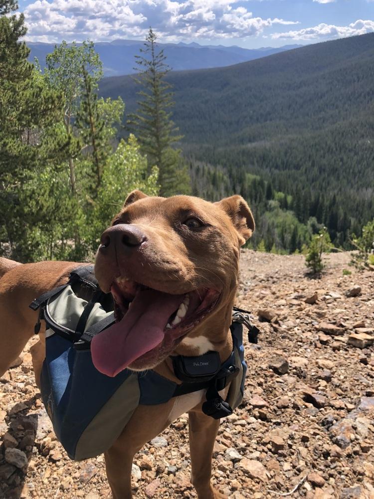 Enlarge Remy, a Adoptable mixed breed in Denver, CO image 6/6