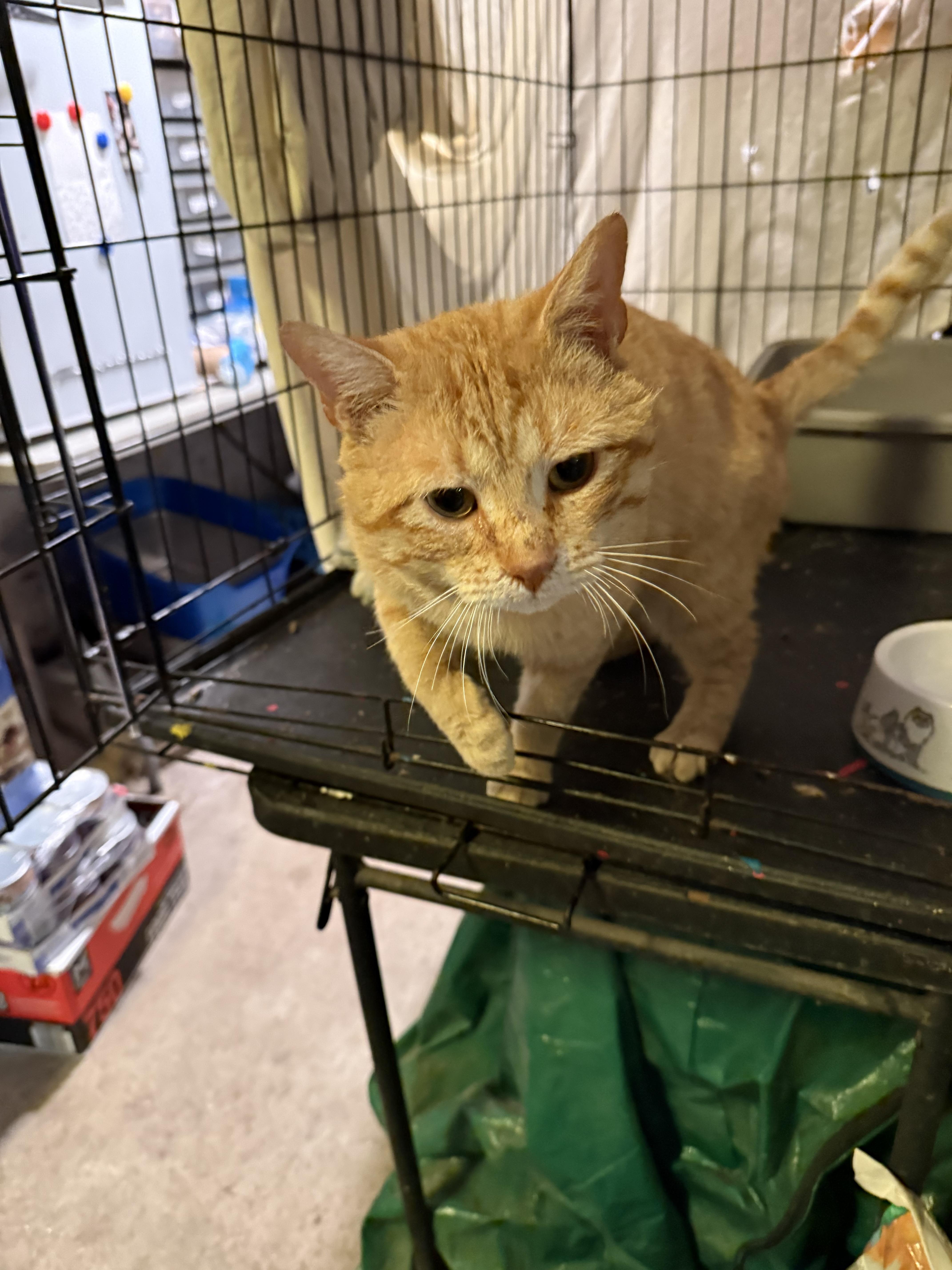 Reid, a Adoptable Domestic Short Hair in Jersey City, NJ image 2/5