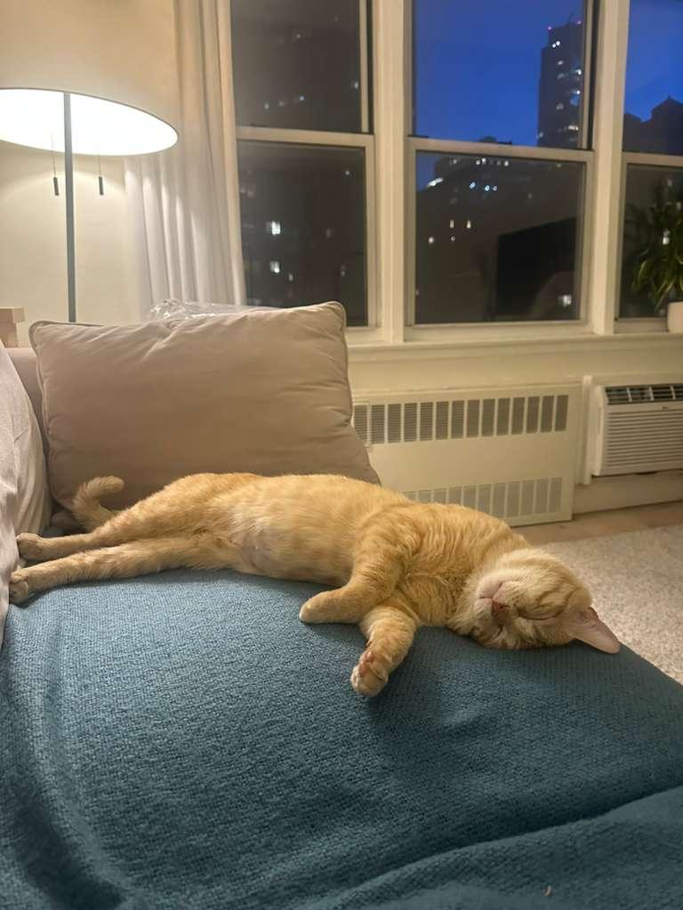 Reid, a Adoptable Domestic Short Hair in Jersey City, NJ image 5/5