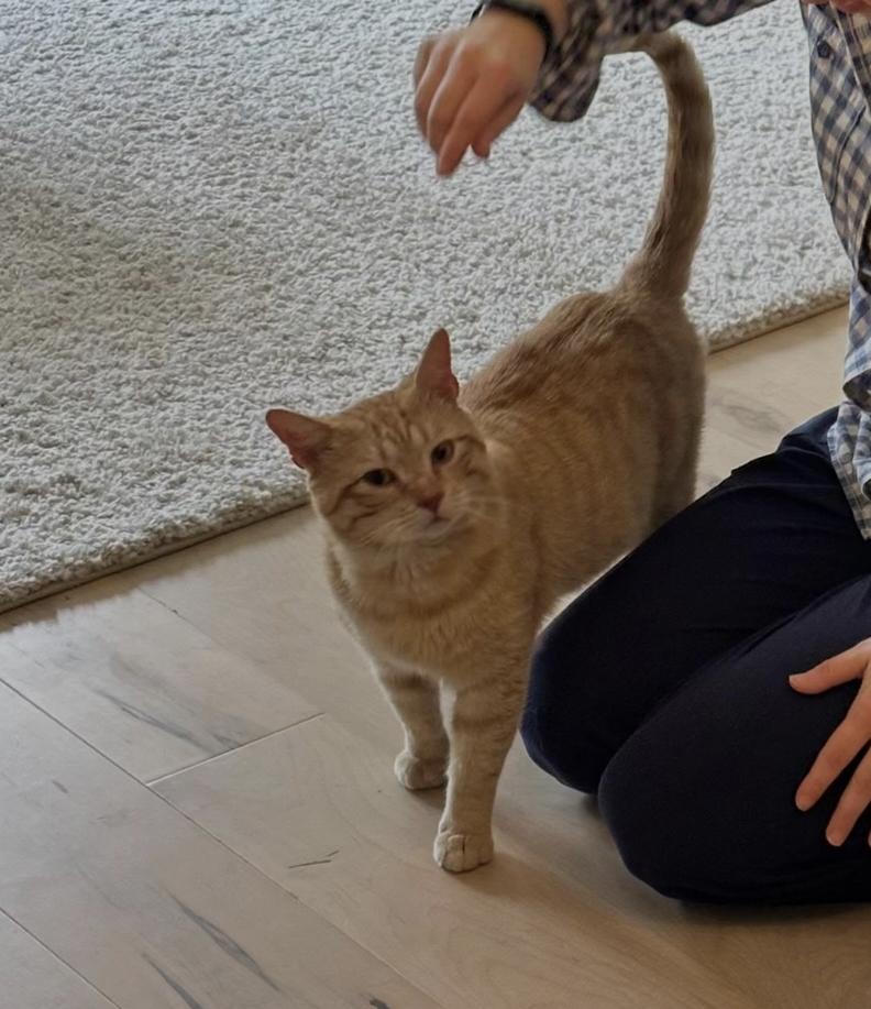 Reid, a Adoptable Domestic Short Hair in Jersey City, NJ image 1/5