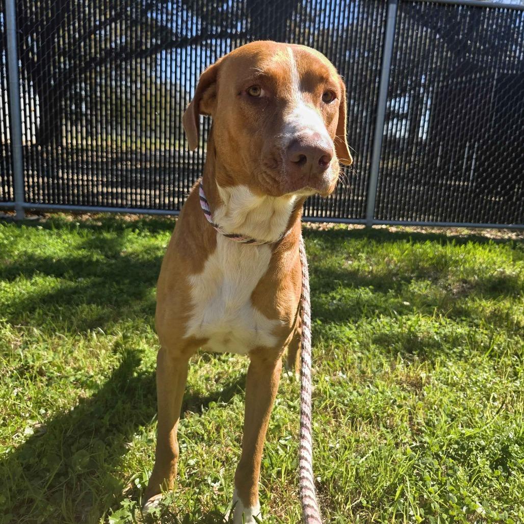 Pawul, Adoptable, Adult Male Pit Bull Terrier & Hound.