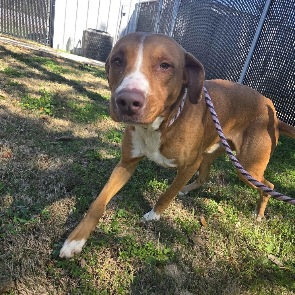Enlarge Pawul, a Adoptable mixed breed in Beaumont, TX image 2/4