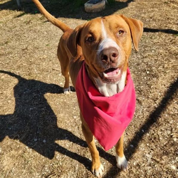 Enlarge Pawul, a Adoptable mixed breed in Beaumont, TX image 4/4