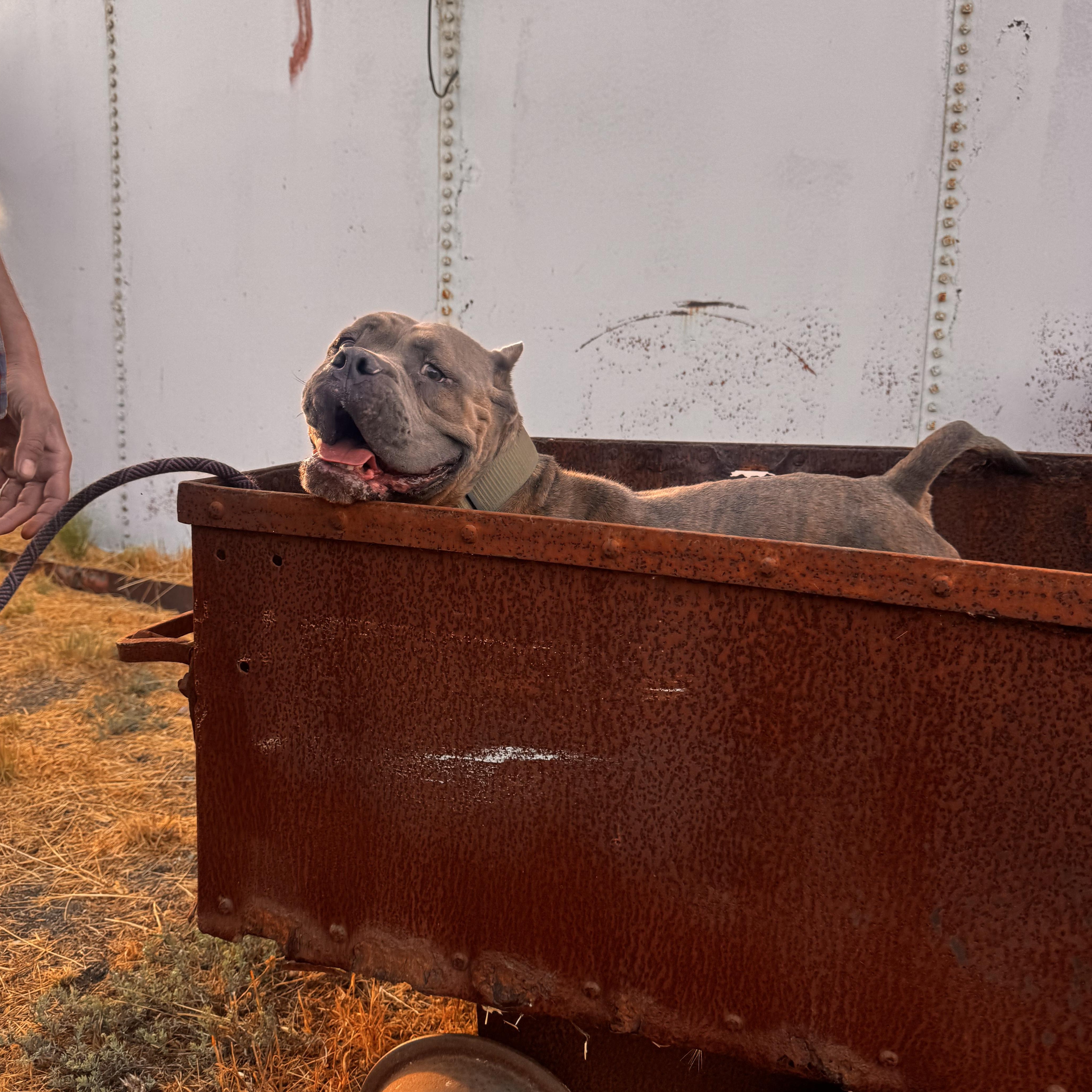 Bubz, a Adoptable mixed breed in Whittier, CA image 4/4
