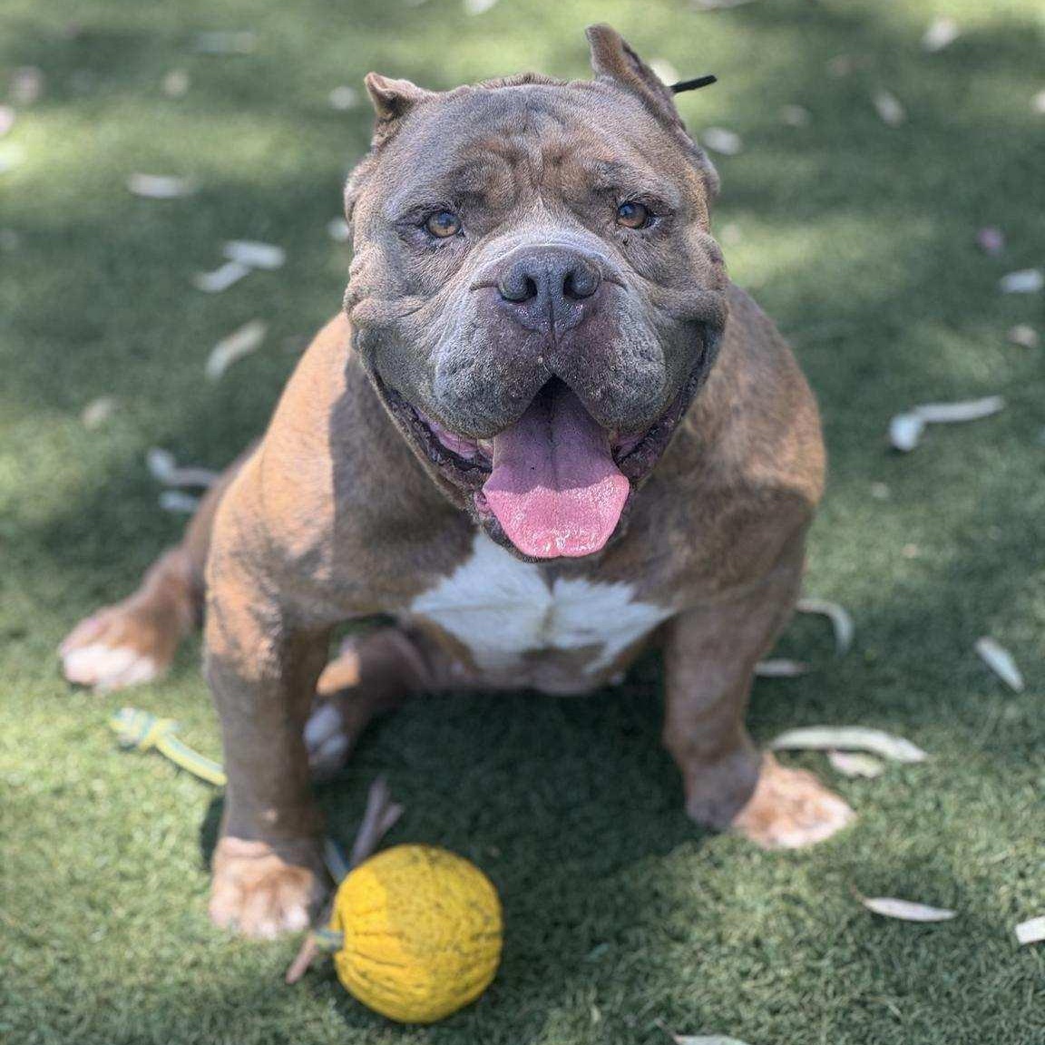 Bubz, Adoptable, Senior Male American Bully & English Bulldog.