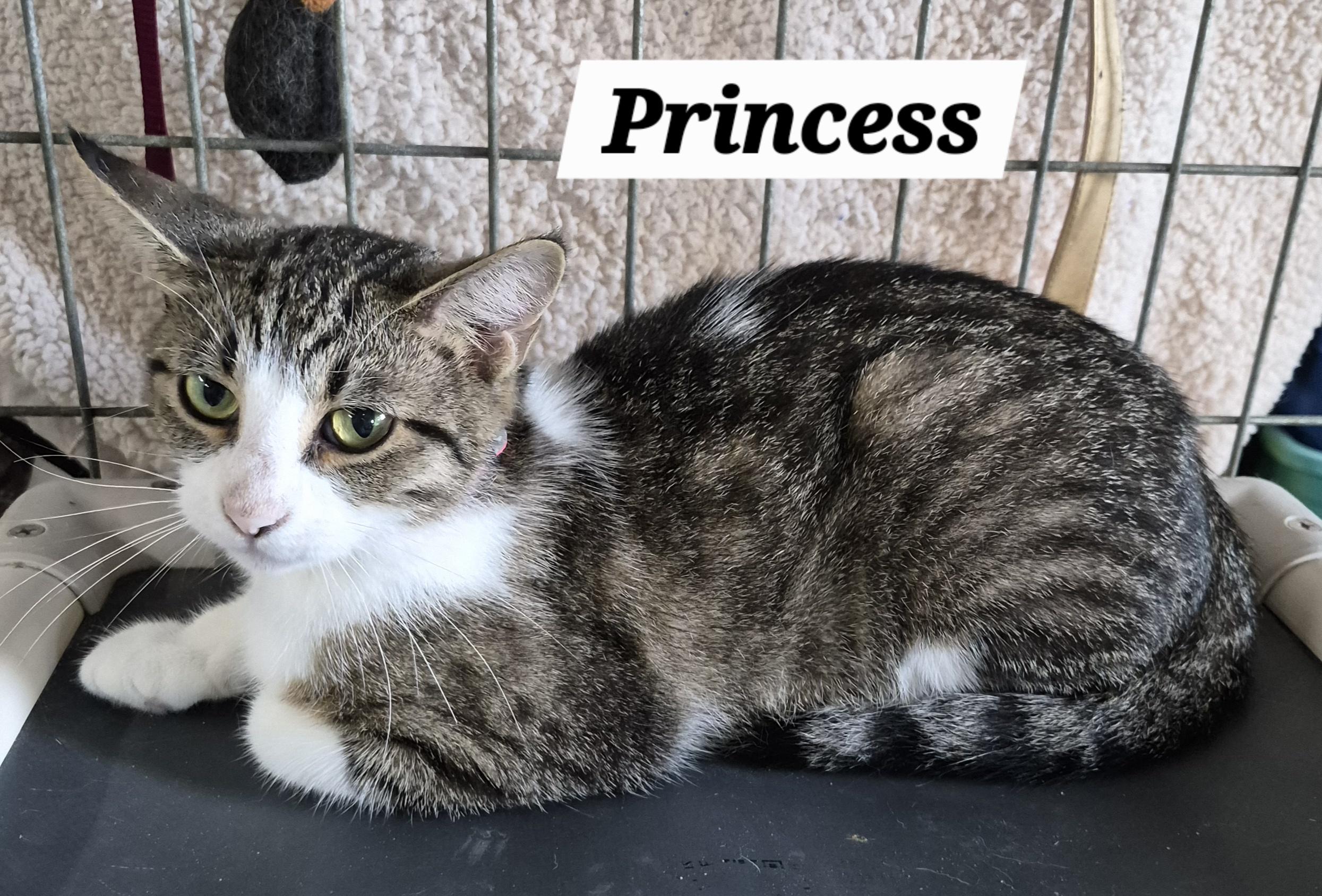 Princess, ADOPTABLE, Adult Female Domestic Short Hair.